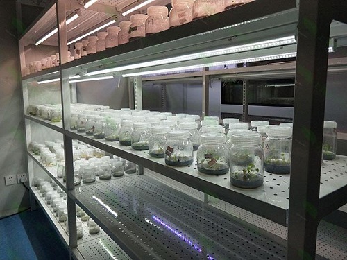 汉川植物组织培养实验室设计建设方案